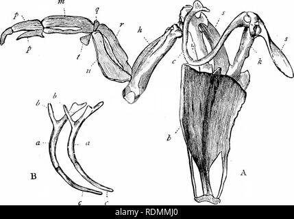 . Libro di testo di zoologia per studenti junior. Zoologia. AVES. 281 muscoli (muscoli pettorali) che sposta il Aviiigs. Come regola generale, la dimensione di questa cresta o chiglia dà un tolerably appena stima del tiyiug poteri dell'uccello a cui esso belongeil. La chiglia è naturalmente mcjst ampiamente sviluppato in questi uccelli che possiedono il potere di volo nella sua maggiore perfezione ; e in alcuni uccelli che non fl)', come lo struzzo, non vi è alcuna chiglia sternale a tutti. L'arco pettorali o spalla-cintura di uccelli, consiste di tlie shouldei'- pale {scapola;), il clavicles o collare-ossa e Foto Stock