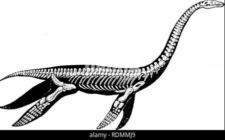 . Libro di testo di zoologia per studenti junior. Zoologia. La divisione di i;epttlia. 275 erano giganteschi niEirine Reptilts, cliiefly caratteristica del lormatioiis noto come Lias Oolites e. Per quanto riguarda tlie liabits del l^lesio^aurifs, hr Cony- teare conclude : " che era aquatic è evi&lt;quaresima dalla forma delle sue pale ; che era marine è quasi eipially così da resti con cui esso è uni- versally associato ; che può a volte hanno visitato la riva, il resem- blance delle sue estremità per quelli della tartaruga può condurci a congettura ; i suoi movimenti, tuttavia, m Foto Stock