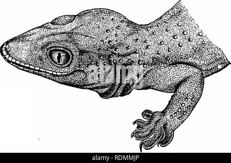 . Libro di testo di zoologia per studenti junior. Zoologia. Le divisioni di SEPTILIA. 271 Questa stessa fragilità esiste in vetro-serpente {Opldsti/iirus runtrnlis) del sud degli Stati Uniti in cui anche non ci sono degli arti. In altri generi affini, non vi può essere fore-piedi da soli, o hind-piedi possono essere presenti o tutti e quattro gli arti esiste in una più o meno rudimentali condizioni. Nella vera lucertole {Lacerta) tutti e quattro gli arti sono joresent in un ben sviluppato in forma ; come si è visto nella comune Ramarro {L. viridis) d'Europa. Il genere Laceria è rappresentato in America dal Anieivm, dei quali le strisce di Liza Foto Stock