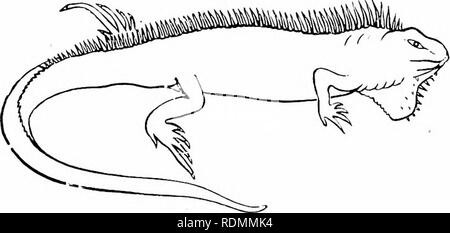 . Libro di testo di zoologia per studenti junior. Zoologia. Le divisioni di EEPTILIA. 269 (4.) Il Culiibrina comprendono un gran numero di del tutto innocua serpenti, in cui il superiore maxiU.Ti sono proviiled con denti pieni solo e non ci sono zanne. La testa in Colubrine serpenti non è molto più ampio di tlian il collo, e viene coperto con grandi scudi (fig. 193, B). Tlie Colubrine i serpenti sono cosmopolita nel loro distribuzione e un ottimo esempio è il comune Kinged Snake [Coluber o Tropidonotus natrix) della Gran Bretagna, un [lerfectly innocuo animale, che si trova comunemente ui situazioni umido, e Foto Stock