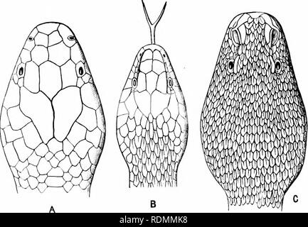 . Libro di testo di zoologia per studenti junior. Zoologia. 2GS ANIMALI VERTEBRATI. il veleno-fang. Tlie testa è ampia, soniewliat di forma triangolare, il più ampio nel suo centro e sliowing un molto netta la linea di demarcazione fra la testa e neclv. Tlie testa, inoltre, è di solito coperto con piccole scale (fig. 193, 0), e raramente presenta grandi piastre o "scuta." Il Crotalids hanno una fossa profonda tra l occhio e la narice, ly wliich si distinguono da tlie vero Vipi^rs, Irom e che essi hanno acquisito il nome comune di " Pit-vipere." ("2.) Tlie Khrpina sono po Foto Stock