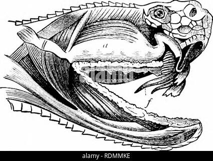 . Libro di testo di zoologia per studenti junior. Zoologia. Le divisioni di EEPTILIA. 267 del iang, e è collegato witli il condotto del "poison-ghiandola." Questa è una ghiandola (tig. 19-2, un), .situate al di sotto e dietro l'occhio, che secernono il fluido velenoso che rende i morsi di questi serpenti. Fig. 192.-La testa del RattlcsTiake, &LT;lissfftp&lt;l per mostrare la p- uitd poisi"u-l':uig.s {/). (Dopo Duveriioy.) isoii-ghiiiil (a) pericolosa o fatale. Quando il serpente colpisce al MUV, animale il veleno è forzata attraverso il veleno-fang nella ferita, in parte dalle contrazioni del nuiscular w Foto Stock