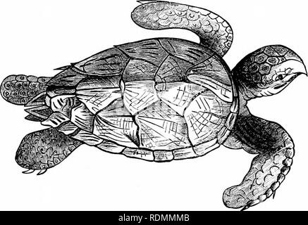 . Libro di testo di zoologia per studenti junior. Zoologia. mVISIONS DI KEPTILIA. 263 commei'cial imjjorfciuce, come fuiiiishes " tartaruga " di scambi, in modo lai'gely utilizzati in vari tipi di lavoro oiiiameutal.. Fig. 188.-Tbe Hawk's-WU Tartaruga (Chelone imbrirfta). (Aftcq- Bell.) il mare-tartarughe o tartarughe hanno carapace tlie niucli appiattita, le gambe di lunghezza uneciual, in forma di solido i barattoli o i remi, dita dei piedi essendo congiunti e difficilmente distinti uno dall'altro. La palude, stagno, e tartarughe di fiume sono generalmente fm-nished con piedi palmati, e condurre un ampliibioiis, inviare-acquatico Foto Stock