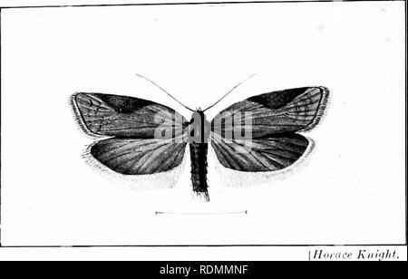 . Gli insetti ed altri parassiti alleate di Orchard, Bush e serra la frutta e la loro prevenzione e trattamento . Pesti di insetto; frutta. 454 pesti di insetto. rovinato bv tlie ^pennino, la prossima, separata solo da una siepe, è perfettamente pulito, ma il prossimo anno quando è vecchia di due anni è sicuro di essere piena ot blight." , (-merod sembrava incerto per quanto riguarda il suo nome come se fosse il comarimm di Zeller o il co'injjarana di Hubner. La figura eccellente lei riproduce dal disegno del dottor Ellis mostra in una sola volta. yriurate K, -la fragola Foglie UI"TT(.)N 3I0TH (I'^'yiica comai-laiia). che è Zeller's Foto Stock