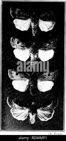 . Gli insetti ed altri parassiti alleate di Orchard, Bush e serra la frutta e la loro prevenzione e trattamento . Pesti di insetto; frutta. Insetti, ecc, pregiudizievole per la Strawtjerry. 451 falene sono noeturaal atid aru molto lond di suljstanccs dolce. Grande imiiiliers può giacere prese liy placiij,^' di zucchero o di sciroppo di melassa e rum sul tbe tronchi di alberi. Il caterpilhi,rs feed di notte; quando (|iute voniig thev può essere riscontrato durante il giorno sotto le foglie in prossimità o sulla massa. .-S crescono prendono il soih o nascondere sotto le piastrelle e pietre e crawl finth durante la notte di festa (.m tlie lascia vicino a loro ; a sa Foto Stock