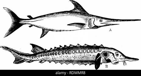 . Libro di testo di zoologia per studenti junior. Zoologia. 232 AKIMALS vertebrato. La coda in tutti i pesci è posizionato verticalmente-vale a dire che essa colpisce l'acqua lateralmente o da lato a lato e che è il principale organo di progressione nel tisli. Due tipi distinti (jf coda sono trovati tra i pesci. In uno di questi, trovata nella maggior parte delle forme viventi, la coda è composta da due quasi e(inale lolics quale molla dall'estremità della colonna vertebrale (fig. 167 A). Questa forma di coda è detto di essere "omo cercal". Nell'altra tyjie di coda, trovati nel cane-pesci, squali e altri pesci viventi, Foto Stock