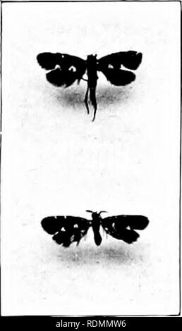 . Gli insetti ed altri parassiti alleate di Orchard, Bush e serra la frutta e la loro prevenzione e trattamento . Pesti di insetto; frutta. 416 pesti di insetto. Il lampone Moth. (Liimiiroriid rultnUn. Bjerk.) Il larv;c di tliis piccolo iiiotli causano spesso mucli havoc in piantagioni di lampone, essendo più distruttivi per le canne. Molti crardeus e piantagioni sono detto di essere del tutto esente da questa peste, ma spesso pochi può giacere trovato se attenta ricerca è realizzato, e questi possono, sotto condizioni favorevoli, aumentare rapidamente in modo che in un anno o due di una piantagione può giacere seriamente minacciata. Molti patche Foto Stock