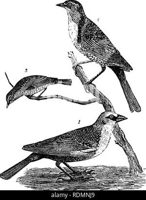 . American ornitologia : O, la storia naturale degli uccelli degli Stati Uniti . Gli uccelli. La piastra B, 1.-1. Forcella-tailed Flycatclu-r. " ". Rocky Muuii- piastra B, 2.-1. Swallow-tailed Flycatcher. 2. Arkansas tain Antcatcher. 3. Golden femmina-winged trillo. Flycatcher. 3. Dire il Flycatcher. 4, Femmina Golden-crested Wren,. Si prega di notare che queste immagini vengono estratte dalla pagina sottoposta a scansione di immagini che possono essere state migliorate digitalmente per la leggibilità - Colorazione e aspetto di queste illustrazioni potrebbero non perfettamente assomigliano al lavoro originale. Wilson, Alexander, 1766-1813; Bonaparte, Charles Lucian Foto Stock