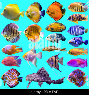 Ventuno pesci di acquario. Foto isolato su sfondo blu. Sito circa la natura , pesci d'acquario, la vita nell'oceano . Foto Stock