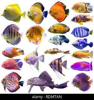 Ventuno pesci di acquario. Foto isolato su sfondo bianco. Sito circa la natura , pesci d'acquario, la vita nell'oceano . Foto Stock