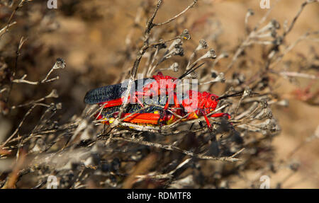 Due coniugati milkweed comune locuste, West Coast National Park, Sud Africa Foto Stock