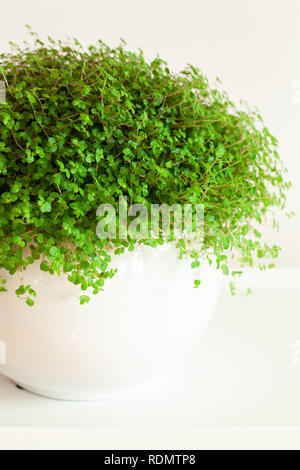 Houseplant Soleirolia soleirolii nel vaso bianco Foto Stock