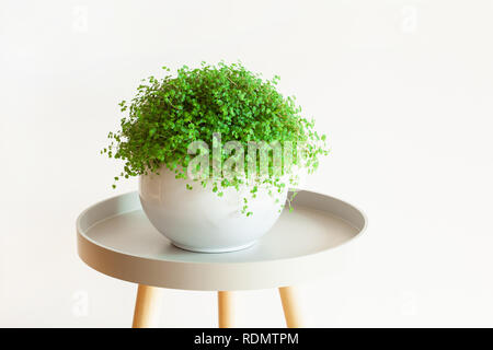 Houseplant Soleirolia soleirolii nel vaso bianco Foto Stock