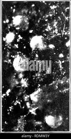 . Gli insetti ed altri parassiti alleate di Orchard, Bush e serra la frutta e la loro prevenzione e trattamento . Pesti di insetto; frutta. Insetti, ecc, pregiudizievole per lite Uva Spina. 281 il loro aumento, tlioir altrettanto improvvisa scomparsa, anche in climi caldi, sono argomenti ahout whicli molto siano necessarie ulteriori indagini. Pi;i';VENTT()X e TlUi.VTJIElNT. Il trattamento riconosciuto fur tlie mentito ragni ha l)delluee qualche forma di sulplurr wash. Fegato di zolfo ha dimostrato tlie forma più comoda. Esso ha, liowever, riscontrato di non avvalersi in determinati anni. Per esempio, nel 1907, ben poco di buono è stato fatto l Foto Stock