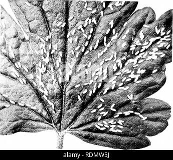 . Gli insetti ed altri parassiti alleate di Orchard, Bush e serra la frutta e la loro prevenzione e trattamento . Pesti di insetto; frutta. Insccis, ecc, pregiudizievole per la Gejoseherry. 267 attaccato, il ribes nero ma raramente. Il ]arv:r uot stiip solo le foglie, ma il frutto del ribes è anche devoureil da loro. L'attacco di questa peste non può "ell essere confuso witli qualsiasi otlier, salvare thiit della Allied specie di iVcmnfACi, N'. roiiMilirimix e N. appciuHniIafii&GT;&LT;. Sawtly larv;o sono facilmente distinguibili da tlie nundjer di prolegs, in questo genere di quattordici, che insieme con la s Foto Stock