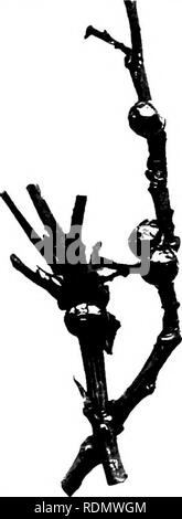 . Gli insetti ed altri parassiti alleate di Orchard, Bush e serra la frutta e la loro prevenzione e trattamento . Pesti di insetto; frutta. 176 pesti di insetto. hazel liorse cliestmit, alloro, ciliegia, sloe e euoiiynnis. Eeh (3) anche .nives, in aggiunta, i'miiniiniinni IMS. Sembra che egli generalmente sparsi in Europa, e pei'iiald registra nel Xova Scotia, un probahle introduzione. Sembra che egli rara in Galles e Scozia. Ho trovato su mele vicino (Jricciclh in 1S89 in alcuni numhers, capanna helieve mi erano stati recentemente importato dalle Midlands. LiFE-HlSTOIiY. Questo insetto è soggetto a molto variatio Foto Stock