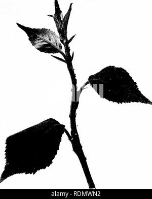 . Gli insetti ed altri parassiti alleate di Orchard, Bush e serra la frutta e la loro prevenzione e trattamento . Pesti di insetto; frutta. Iih^eci Injniious alla Apple. 139 fare. Yiniii!4' Ijlussmn fasci sono più attaccati e sono gravemente danneggiati. Il iijili-roiiK CInjianmsfriiidlc può contemporaneamente essere raccontata da tlic u;reen ]iyriforni y)f/;/(('liy liein^ più ovale e haA'ing un più scuro ; ;area reeii sul dorso e tlie cornicles firown pallido invece di Ijlack e molto breve, slightl)' gonfie, e di tanto in tanto con un arrugginito spot basale. Tlie I'-iiiifciJ i:lri/iiii-ii/è Jciiinb: ha la abdoiiren verde, Foto Stock