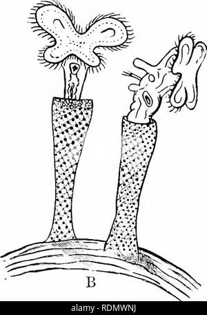 . Libro di testo di zoologia per studenti junior. Zoologia. Fig. 79.âRotifera. Una rappresentazione diagrammatica di Hydaiirut senta (generalizzato fi'om Pritcliard): una depressione in tlie ciliate disc che conduce al canale digerente ; bocca b ; c buUj faringea con apparato masticatorio ; d stomaco ; e Cloaca ; / Ijladder contrattile ; (/g Resjiiratory o acqua-vascular tuljcs ; h nervo-ganglio, dando tilanient a ciliate pit (/.â ¢); o delle ovaie, B, Meliccrta ringens (dopo Gosse). Il Rotifera vi è un sistema ben sviluppato il canale alimentare, che è completamente spento dalla cavità generale del corpo. Th Foto Stock