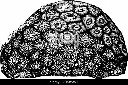 . Libro di testo di zoologia per studenti junior. Zoologia. 80 IXVEKTKBliATE AXIMALS; appartenenti tn la iiidixidiKil zouitls, senza qualsiasi comune baiis calcarea secivtcil da un cit'nosai'c. Aa bi'foi"o un.iiil, Iht; "setti" sono verticil partizioni, che divide. Fi^. 00.-Un corallo conipouiid(Astr(rOj i-ialUda) nel suo stato di rivestimento. (Attei- Dana.) lo spazio contenuto all'interno di pareti (il cosiddetto "thcca") del corallo in un scries di coiniiartments. I setti di molla dall'interno snrf.-icc di tlie "Ihtca" (fig. 51), e avanzare verso la sua. Si prega di notare che queste immagini ar Foto Stock