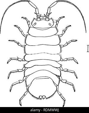 . Maggiore crostacei di New York City. Crostacei. Maggiore CROSTACEI DI NEW YORK CITY 179. di giallo e marrone rossiccio. Alcuni sono di colore chiaro o quasi bianco, spesso con due o più bande trasversali, formando un suggestivo cercando animale. Molto fre- temente anche le sfumature di luce o verde scuro si verificano e il incubatory lamel- lae della femmina sono spesso verde brillante. Molto comimon tutti lungo la riva al di sotto di alta marea sulle rocce sotto alghe dove il loro colore è pro- tective, o aggrappati ai lati inferiori delle pietre o schede madri. Frequentemente si riscontrano nella piccola piscine a sinistra su rocce dalla marea. Trovato commonl Foto Stock