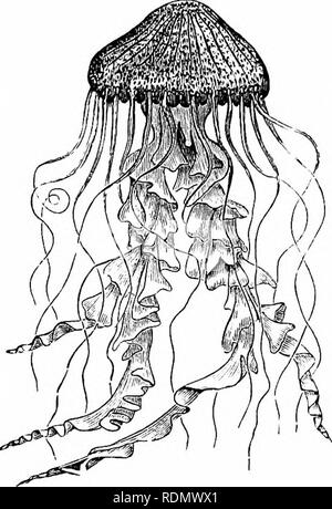 . Libro di testo di zoologia per studenti junior. Zoologia. Sotto-classi LUCEliNARIDA, ORAPTOLITID."E, etc. 79 serie di tentacoli marginali, wbicli sono spesso di straordinaria lunghezza. Inoltre i tentacoli, il margine dell'ombrello è dotato di un certo numero di corpi marginali, ciascuno dei quali è costituito da un po' di col- sempre lezione di pigmento, o di "eye-speck," e un po' di Sac riempita con il fluido e contenente particelle minerali. Ciascuno di questi corpi margiiial è coperto e nascosto alla vista da una sorta di liood derivato dalla ectoderm. Da qui il nome di " nascosti-eyed " Medusce, applicato. Foto Stock