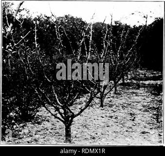 . Gli insetti ed altri parassiti alleate di Orchard, Bush e serra la frutta e la loro prevenzione e trattamento . Pesti di insetto; frutta. vvvy, .1-Nii rocoij obser'ed essi fare Ilther^^ise.. -Al'lM.E ALBERI HEEuLIATEI&GT; HV INVERNO 3IOTH LARV.E. contratti consideral )ly, proietta la sua pelle e diventa un marrone pupa. Questo botole di evacuazione nel maschio o femmina limn di ottobre ai primi di gennaio e l'adulto Ibrces il suo modo fuori del terreno. Se nei frutteti di erba. Si prega di notare che queste immagini vengono estratte dalla pagina sottoposta a scansione di immagini che possono essere state migliorate digitalmente per la leggibilità - Colorazione e aspetto di th Foto Stock