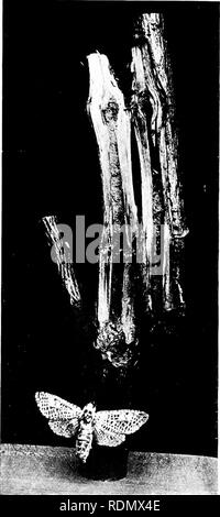 . Gli insetti ed altri parassiti alleate di Orchard, Bush e serra la frutta e la loro prevenzione e trattamento . Pesti di insetto; frutta. Insetti dannosi per la Apple. 47 è stata mi ha inviato da Apple e prugna Ijotli da sud e Midlands dell'Inghilterra. Whitehead (0) sa}'s che peri sono la sua speciale preferiti, e anche lui record come molti come settanta-sei lar;c essendo presi da un albero in Herefordshire in 1S79. In iSSd diversi sono stati trovati da me in un giovane albero di noce, la struttura ad albero che è stato ucciso da loro tunnelling in esso vicino al terreno e altre istanze delle loro abitudini destrnctive nel Foto Stock