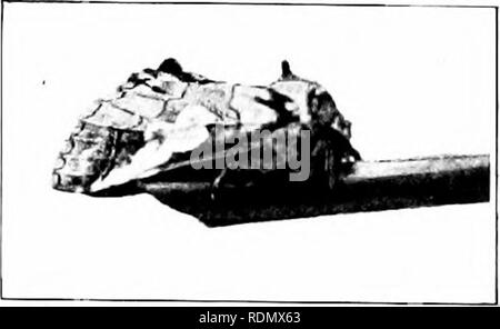 . Gli insetti ed altri parassiti alleate di Orchard, Bush e serra la frutta e la loro prevenzione e trattamento . Pesti di insetto; frutta. Insetti dannosi per la Apple. 37. Fl(5ui;K-nK-,S ^HITII PRESSO I;EST. Ikiu's. Questi sono collocati ui un irreo-nlar modo, nml presto n-et olio lavato' l,y pioggia. I peli, come si vede nella foto sono scure e non si trovano su tutti i tlie ei;gs (Fin-, 03) Gli ovuli, berlina alMnit tlie tempo le foglie sono hegiiining per espandere. Il larv;e contemporaneamente di alimentazione li npon, usiialh' assunzione di cibo tlieir singolarmente, anche se tlie uova sono previste vicino togetlier. Il cateriiillar (P'ig. LTi) è ery Foto Stock