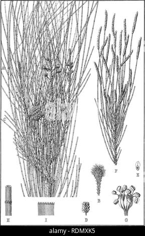 . Silvicoltura handbook ... Le foreste e la silvicoltura; le foreste e la silvicoltura; gli alberi. F. Fl., pi. 59.. CASUARINA CUNNINGHAMIANA, Miq. (Il fiume quercia.). Si prega di notare che queste immagini vengono estratte dalla pagina sottoposta a scansione di immagini che possono essere state migliorate digitalmente per la leggibilità - Colorazione e aspetto di queste illustrazioni potrebbero non perfettamente assomigliano al lavoro originale. Nuovo Galles del Sud. Dipartimento di terre. Ramo di silvicoltura; fieno, R. Dalrymple; Maiden, J. H. (Joseph Henry), 1859-1925. Sydney, W. A. Gullick, governo stampante Foto Stock