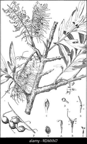 . Silvicoltura handbook ... Le foreste e la silvicoltura; le foreste e la silvicoltura; gli alberi. F. Fl.,pl. 1.. ROBUSTA di Grevillea, A. Cunti. (L'Silky Oak.]. Si prega di notare che queste immagini vengono estratte dalla pagina sottoposta a scansione di immagini che possono essere state migliorate digitalmente per la leggibilità - Colorazione e aspetto di queste illustrazioni potrebbero non perfettamente assomigliano al lavoro originale. Nuovo Galles del Sud. Dipartimento di terre. Ramo di silvicoltura; fieno, R. Dalrymple; Maiden, J. H. (Joseph Henry), 1859-1925. Sydney, W. A. Gullick, governo stampante Foto Stock