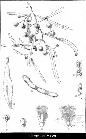 . Silvicoltura handbook ... Le foreste e la silvicoltura; le foreste e la silvicoltura; gli alberi. F. Fl., pi. 149.. ACACIA SALICINA, Lmdl., Var. VARIANS. (L'Cooba.). Si prega di notare che queste immagini vengono estratte dalla pagina sottoposta a scansione di immagini che possono essere state migliorate digitalmente per la leggibilità - Colorazione e aspetto di queste illustrazioni potrebbero non perfettamente assomigliano al lavoro originale. Nuovo Galles del Sud. Dipartimento di terre. Ramo di silvicoltura; fieno, R. Dalrymple; Maiden, J. H. (Joseph Henry), 1859-1925. Sydney, W. A. Gullick, governo stampante Foto Stock