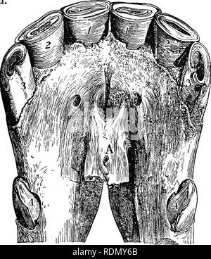 . Il cavallo nella stalla e il campo: la sua gestione in salute e in malattia ... con un saggio su American trottare il cavallo e i suggerimenti sull'allevamento e addestramento di zampetto. I cavalli. I DENTI. 263 sei-anno-vecchio bocca è l'ultimo su cui qualsiasi grande affidamento può essere posizionata, se è desiderato per accertare l'età del cavallo di un nicety; ma da studiare attentamente le due ganasce, una nei pressi di ravvicinamento alla verità può essere arrivati a. Si è accertato che le pinze della ganascia superiore richiederà circa due anni in più di usura rispetto a quelli della bassa ; in modo tale che finché il cavallo è di 8 anno Foto Stock