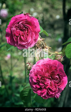 Rosa cv. Duc de Cambridge; Rosacee; shurb; Damasco; fiori malva doppia o miscela di colore viola. Altro nome Duchesse de Cambridge, duca di Cambridge. Foto Stock