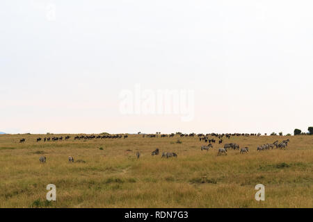 Ritratto di grande migrazione in Kenya, Africa Foto Stock