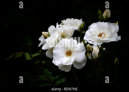 Bouquet di rose bianche , sfondo nero Foto Stock