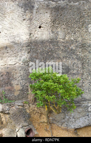 Albero che cresce lungo la parete Foto Stock
