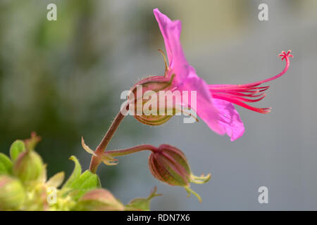 Rosa fiore bigroot geranio macrorrhizum, Bigroot Geranium primo piano Foto Stock