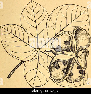 . Commestibili e piante velenose della regione dei Caraibi. Piante commestibili; piante velenose; Botanica. 46. Panama albero Sterculia apetala il frutto del Panama albero è formata come un grande fiore con- completi composti di cinque grossi baccelli, ciascuna contenente diversi semi resem- bling castagne. Questi semi possono essere mangiati crudi o arrosto. Attenzione: l'interno delle cialde è ricoperta di setole rigide che penetrano la pelle facilmente e causare irritazione intensa. La struttura è molto grande ed è comune nelle foreste di pianura della regione dei Caraibi. Le sue foglie sono di colore verde chiaro e fuzzy sulla parte inferiore^ i suoi frutti Foto Stock