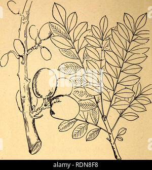 . Commestibili e piante velenose della regione dei Caraibi. Piante commestibili; piante velenose; Botanica. 26. 17. Lo spagnolo prugna Spondias purpurea i frutti di questo albero di piccole dimensioni possono essere mangiati crudi o essi possono essere bollita ed essiccata per la memorizzazione. La struttura ad albero si trova comunemente in una varietà di suoli a basso o medio altitudini nella regione dei Caraibi. I frutti sono di solito mature da agosto a novembre. La struttura ad albero o boccola grande ha un grosso tronco e stout rami rigidi. I suoi fiori sono rosso o rosso porpora e i suoi frutti gamma dal giallo al rosso scuro a colori. I frutti assomigliano a prugne e hanno un sapore piccante alquanto lik Foto Stock