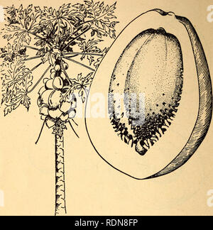. Commestibili e piante velenose della regione dei Caraibi. Piante commestibili; piante velenose; Botanica. 12. 3. Papaw Carica papaya verde, acerbi di papaie può essere cucinato e mangiato come campi da squash. Il ripe di papaie, generalmente considerato uno dei migliori di tutti i frutti tropicali, sono mangiati crudi. La succosa polpa dolce del maturo papaw è giallo o arancione chiaro e ricorda il muschio- Meloni e cantaloupes. Gli alberi sono cresciuti in abbondanza a basse e medie altitudini in America tropicale. Papaie sono anche spesso trovato crescente selvatici, ma i frutti delle piante selvatiche sono di piccole dimensioni e di scarsa qualità. Il papaw è chiamato Foto Stock
