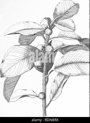 . Silvicoltura handbook ... Le foreste e la silvicoltura; le foreste e la silvicoltura; gli alberi. F. Fl., pi. 2. v^ f un ficus RUBIGINOSA, Desf. (Il Rusty Fig ). Si prega di notare che queste immagini vengono estratte dalla pagina sottoposta a scansione di immagini che possono essere state migliorate digitalmente per la leggibilità - Colorazione e aspetto di queste illustrazioni potrebbero non perfettamente assomigliano al lavoro originale. Nuovo Galles del Sud. Dipartimento di terre. Ramo di silvicoltura; fieno, R. Dalrymple; Maiden, J. H. (Joseph Henry), 1859-1925. Sydney, W. A. Gullick, governo stampante Foto Stock