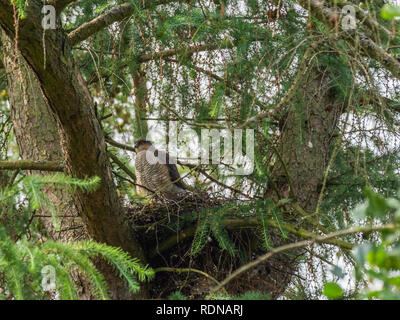 Sparviero femmina (Accipiter nisus) su un nido Foto Stock