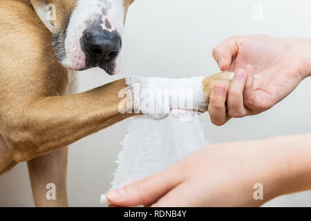 Trattamento medico del concetto di pet: bendaggio un cane zampa. Mani l'applicazione di bendaggi su un ferito parte del corpo di un cane, close-up shot Foto Stock