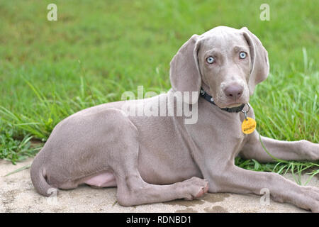 Un cucciolo Weimaraner appoggiata in erba Foto Stock