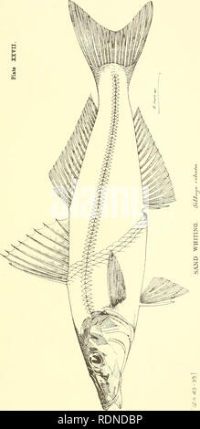 . Prodotti commestibili di pesci e crostacei del Nuovo Galles del Sud. Pesci -- Australia Nuovo Galles del Sud; Crostacei -- Australia Nuovo Galles del Sud. . Si prega di notare che queste immagini vengono estratte dalla pagina sottoposta a scansione di immagini che possono essere state migliorate digitalmente per la leggibilità - Colorazione e aspetto di queste illustrazioni potrebbero non perfettamente assomigliano al lavoro originale. Ogilby, James Douglas, 1853-1925. Sydney : C. Potter, Govt. stampante Foto Stock