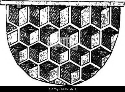 . La bee e formiche bianche, i loro costumi e le abitudini; con illustrazioni dell'istinto animale e di intelligence. Api; istinto; termiti. Come viene qui descritto, dopo che essa è stata formata in un sistema continuo di basi piramidali. Questi sono destinati a rappresentare le basi delle cellule dei lavoratori. Un pezzo simile che illustra le basi delle celle dei fuchi è rappresentato in fig. 34. 80. Le celle stesse, costituito, come già spiegato, del. Si prega di notare che queste immagini vengono estratte dalla pagina sottoposta a scansione di immagini che possono essere state migliorate digitalmente per la leggibilità - Colorazione e aspetto Foto Stock