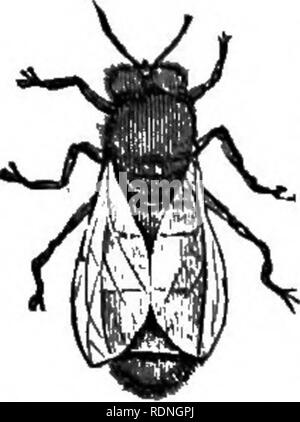 . Quinby è di nuovo l'apicoltura. I misteri di apicoltura spiegato. Combinando i risultati di cinquanta anni di esperienza con le più recenti scoperte e invenzioni e presentando i più metodi approvati, formante una guida completa per il successo di bee-cultura. Le api. Il miele-Bee. 37 migliaia, è effettivamente serviceablo in fecundating la regina. Il numero allevati dipende dalla forza della colonia e i negozi a portata di mano o di essere raccolti. Ogni volta che una scarsità di miele si verifica sono tutti distrutti. Così la loro vita è teria precaiious, essendo talvolta limitata ^   per poche ore o per esteso Foto Stock