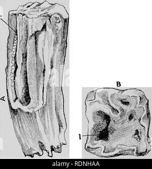 . Chirurgia veterinaria ... Chirurgia veterinaria; patologia veterinaria; cavalli; denti; gli animali domestici. 158 ODONTOIATRIA ANIMALE. Le due cento trenta secondo caso è stata studiata, mostrando che questo dente non è frequentemente decaduto. Trattamento:-(i) rimozione del dente; e, (2), ri- smaltimento dei contrapposti corona. Il distacco è il dazio palpabile nel trattare con i denti cariati del cavallo, ma in la. Fig. III. Fig. 112. Fase avanzata di necrosi in un molare superiore. A. Il dente, B. La tabella. Io, io l'apertura attraverso la quale il dente si sono infettati. semplice caso distacco è garantito solo w Foto Stock