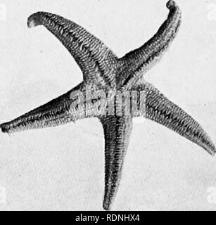 . Costa del mare della vita; gli invertebrati del New York costa. Animali marini. 54 SEA-LIFE SHOKE aventi più o meno di questo numero. Alcune di queste variazioni sono il risultato di un incidente, ma altri sono congenita. Starfishes rigenerare prontamente, e sebbene un singolo braccio staccato non si rigenera una nuova stella, si farà in modo che se viene strappato a-. Si prega di notare che queste immagini vengono estratte dalla pagina sottoposta a scansione di immagini che possono essere state migliorate digitalmente per la leggibilità - Colorazione e aspetto di queste illustrazioni potrebbero non perfettamente assomigliano al lavoro originale. Sindaco, Alfred Goldsborough, 1868- Foto Stock