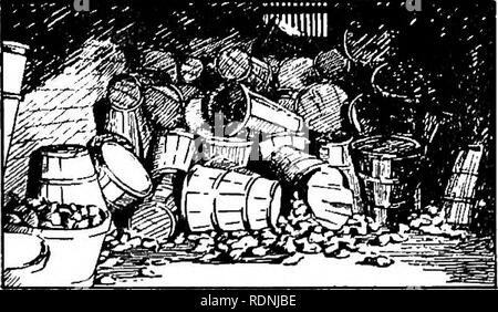 . La patata dolce; un manuale per il coltivatore di pratica. Patate dolci. Preparazione per il mercato 237 da 600 a YOO gabbie costituiscono una media buona carico. Temperatura in transito.- l'effetto dei vari metodi di ventila- zioni in transito e la relativa influenza di vari tempera- tures sulla realizzazione di qualità dolce po- tatoes sono in questo momento sotto investiga- zione da parte di specialisti dell'Ufficio di presidenza del Mar-. FiQXJHE 50.- do il tuo patate dolci arrivano al mercato come questo! È noto che la ventilazione è indispensabile, oltre- riscaldamento è come disastrosa, o più così il congelamento e che temperat Foto Stock